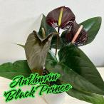 観葉植物　アンスリウム ブラックプリンス 4号鉢(個体おまかせ1鉢)　インテリアグリーン 室内園芸 おしゃれ 可愛い かわいい