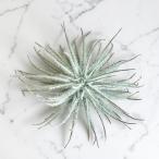  воздушный растения chi Land sia tech тигр m(chi Ran jia tech torum) SS размер ( Mini )( особь случайный 1 горшок ) интерьер зеленый салон садоводство модный симпатичный симпатичный 