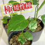 注目　極矮性 斑入りモンステラ タイコンステレーション マイクロコンパクタ 2.5号鉢(個体おまかせ1鉢)　希少種 レア 珍しい 室内園芸 おしゃれ 可愛い