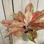 観葉植物　アグラオネマ ピンクバタフライ(斑入り) 4号ロング鉢(個体おまかせ1鉢)　インテリアグリーン 室内園芸 おしゃれ 可愛い かわいい