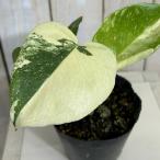  декоративное растение желтый . монстера Thai Constellation . несколько большее количество 3 номер pot ( особь случайный 1 горшок ) интерьер зеленый салон садоводство модный симпатичный симпатичный 