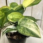 観葉植物 斑入りスキンダプサス ジェイドサティン 3号ポット(個体おまかせ1鉢) インテリアグリーン 室内園芸 おしゃれ 可愛い かわいい
