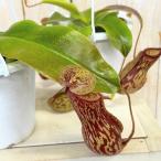 食虫植物ウツボカズラ4号吊り鉢イン...