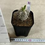 塊根植物パキポディウムデンシフロー...