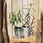  декоративное растение бутылка tree (blakiki тонн ) sp. 4 номер белый горшок ( особь случайный 1 горшок ) интерьер салон модный симпатичный симпатичный 