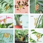 AS план to животное садоводство террариум Индия a зеленый маленький подарок 