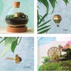  есть перевод AS Mini модель садоводство террариум Индия a зеленый маленький подарок 