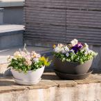  Ricci .rugya Zari n миска S pot горшок миска простой Ricci .ru