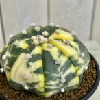 斑入りサボテン　兜丸錦(アストロフィツム アステリアス) 3号ロング鉢(現品)　インテリアグリーン 斑入り おしゃれ 希少種 レア