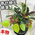 観葉植物アレンジメント風寄せ植え LEAFSセレクション(個体おまかせ1鉢)　夏 インテリア 室内 おしゃれ 可愛い かわいい