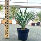 ユッカデスメティアーナ観葉植物お祝...