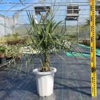 ココスヤシ パームツリー Butiayatay 椰子 観葉植物 お祝 新築祝い 開店祝い 80cm-90cm シンボルツリー 記念樹 ドライガーデン
