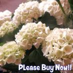 アジサイ 白 生花の人気商品 通販 価格比較 価格 Com