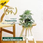  Pepe ro mia 25cm искусственная зелень маленький размер декоративное растение фотокаталитический обработанный интерьер маленький размер 