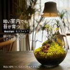ショッピングテラリウム LED照明付テラリウム Mosslight モスライト 植物育成ライト 常夜灯にも おしゃれ テラリウム容器 苔テラリウム　/ UNC17001