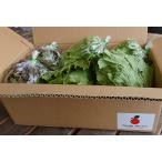  Kyushu производство lettuce * Sunny lettuce * зеленый leaf lettuce. lettuce 3 вида комплект Tanaka Sho-ten