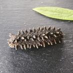 [ Hokkaido производство ] сухой ... натуральный тщательно отобранный A класса товар 100g размер указание возможно Meiji вода производство (S( примерно 22 шт /3-5.9g))