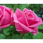 【オーギュスト　ルノアール（新苗）】強香！ローズピンクのエレガントなバラ（四季咲き）HT・ハイブリッドティ