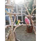 [ shop гарантия Lee угол ] префектура Аичи N sama. оригинал tree house произведение искусства . bird Jim tower 3 основа. использование положение дел (gr0022)