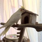 [ shop гарантия Lee угол ] Kanagawa префектура I sama. оригинал большой коряга bird twin tower. использование положение дел (gr0027)