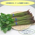 ショッピング朝までクール まだまだ食べ頃が続く...山形県最上峡舟下りの里〜新鮮天然朝取りご予約山菜 [ 赤ミズ１．５ｋｇ強 ] 価格も更にリーズナブルに。!! クール便でお届け。