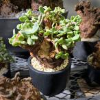 塊根植物ケラリア・ピグマエア/幹幅約14cm×高さ24cm
