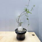 塊根植物フォッケア・エデュリス/幹...