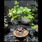 塊根植物亀甲竜/幹幅約13cm×高さ約40cm
