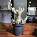 塊根植物パキポディウム・ホロンベンセ/幹幅約20cm×高さ約27cm