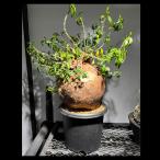 塊根植物パキポディウム・ビスピノーサム/幹幅約23cm×高さ約60cm