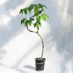 観葉植物【数量限定】シェフレラ・バッサイア（ブラッサイア / アクティノフィ…