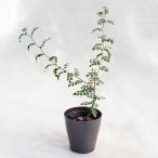 塊根植物セネシオ・オペルクルカリア・ボレアリス/4寸・約H40cm