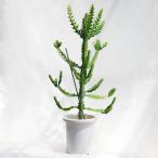 多肉植物大型ユーフォルビア・ラクテア・イエローゴースト/8寸・約W50cm...