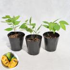  садовое дерево * растение po Poe ( Poe Poe ) 1 год сырой рассада [ реальный сырой ]3шт.@./ 4 размер * примерно H20cm[3 АО комплект ]
