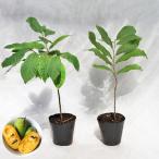  садовое дерево * растение po Poe ( Poe Poe ) 4 год сырой рассада [ реальный сырой ] 1 шт. ./ 5 размер * примерно H40~60cm[2 АО комплект ]