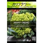 西洋野菜種子 カリフラワー ロマネスコプレコス (サンゴ型) ×3袋【送料無料】 [Life with Green]