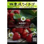 西洋野菜種子 四季成り イチゴ ×3袋【送料無料】 [Life with Green]