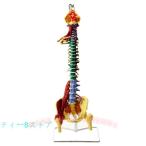 1:1 в натуральную величину. настоящий ... модель многофункциональный мускул поясница ... образование поэтому. нерв .. поясница . таз модель большой .. передвижной анатомия .. гибкий . студент C&amp;J крюк . подставка имеется 