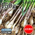  rakkyou Kumamoto префектура производство 150g культивирование период средний пестициды не использование земля имеется клик post ... .