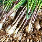  Kumamoto префектура производство ... . rakkyou 1kg культивирование период средний пестициды не использование земля имеется takkyubin (доставка на дом) compact отправка 