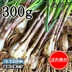  rakkyou Kumamoto префектура производство 300g культивирование период средний пестициды не использование земля имеется клик post ... .