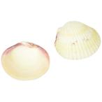  три . association SANKOoka рак-отшельник. ... корм inserting 