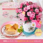 送料無料 カーネーション 4号鉢 Kobe Sweets Port バウムクーヘン セット 母の日 カード タクト (産直)