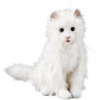 ショッピングセレブ 【中古】夢ねこセレブ