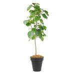 フィカス・ウンベラータ１０号特殊鉢...