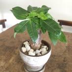 テーブルパキラ観葉植物白観葉植物イ...