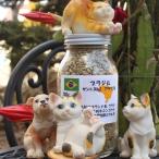 コーヒー豆　自家焙煎　ブラジル サントス