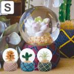 スノードーム テラリウム S 多肉植物 完成品 （ スノーグローブ ウォーターグローブ 植物 ）