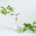 花瓶 DGボトルベース 直径15×高さ15cm クリアー ガラス （ おしゃれ 花器 花びん 一輪挿し フラワーベース 円形 透明 丸 インテリア 生け花 植物 お花 ）