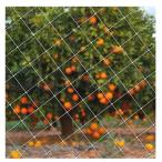  птица .. сеть защита от птиц сеть 2m*4m птица избежать сеть садоводство .. сеть огород сеть прозрачный сеть долговечность веранда сельское хозяйство сопутствующие товары . входить . пробег предотвращение lx00519